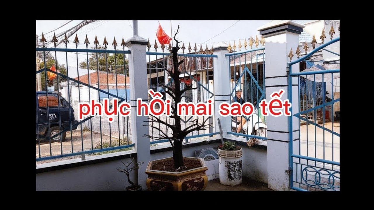 Cách tưới nước và sử dụng thuốc kích rễ trong giai đọan phục hồi 