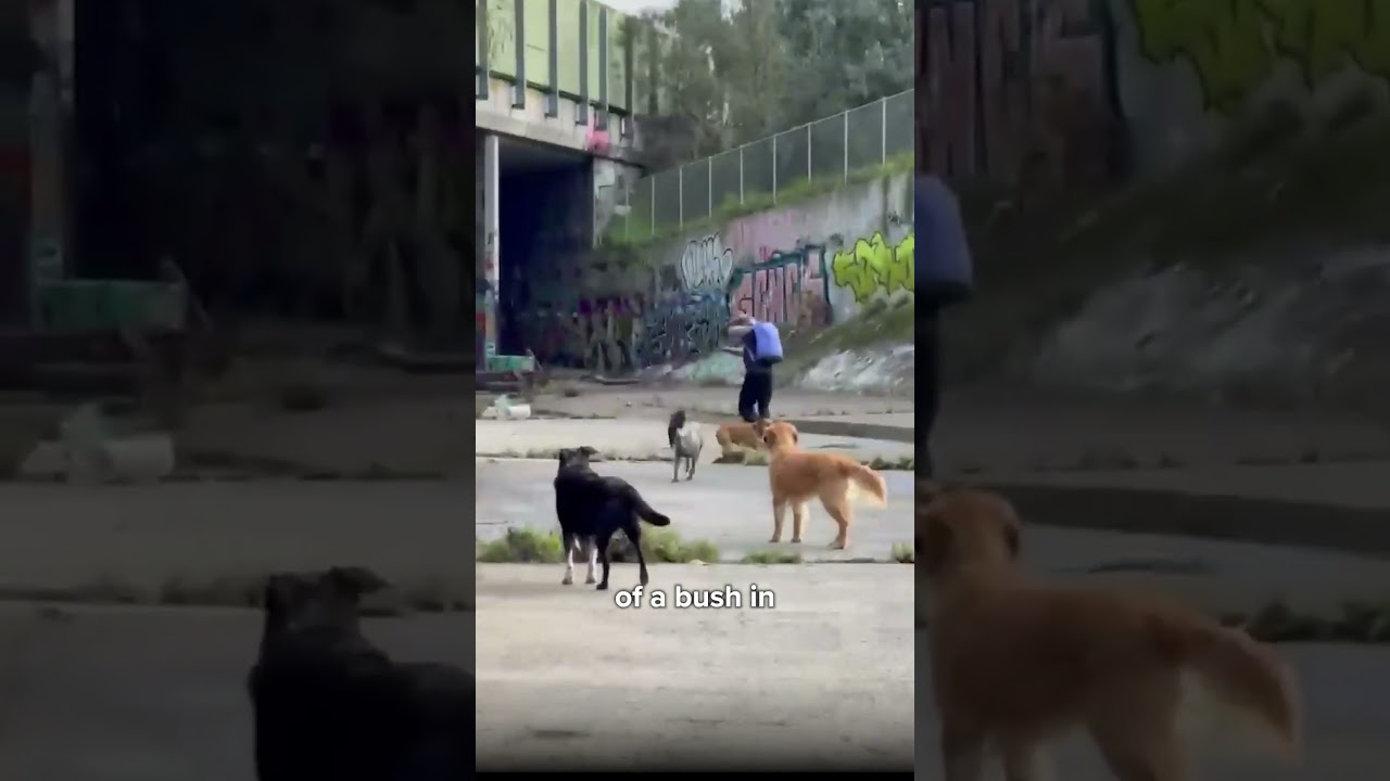Dogs attack alleged predator in Melbourne | 9 News Australia
