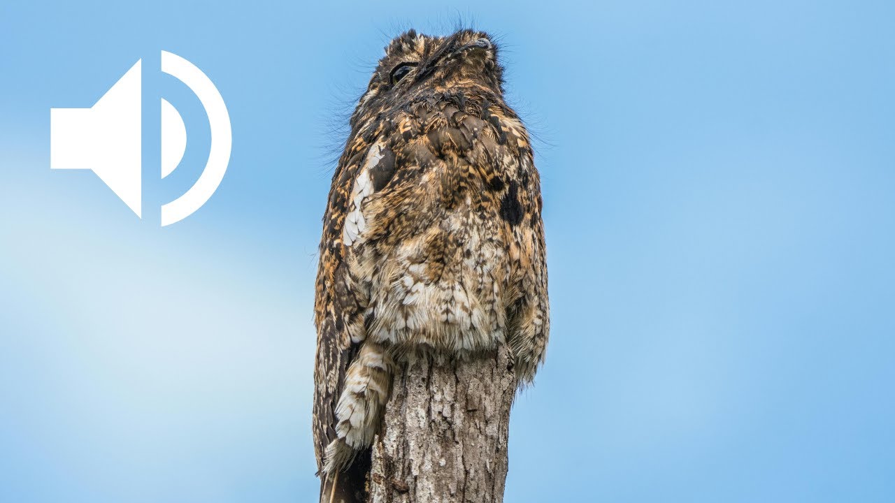Chant de l'Engoulevent d'Europe | European nightjar Call & Sounds
