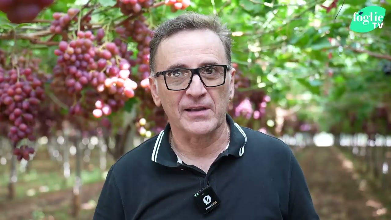 Proteggere la vite dalla cocciniglia, già da autunno: con il lancio di ausiliari si può