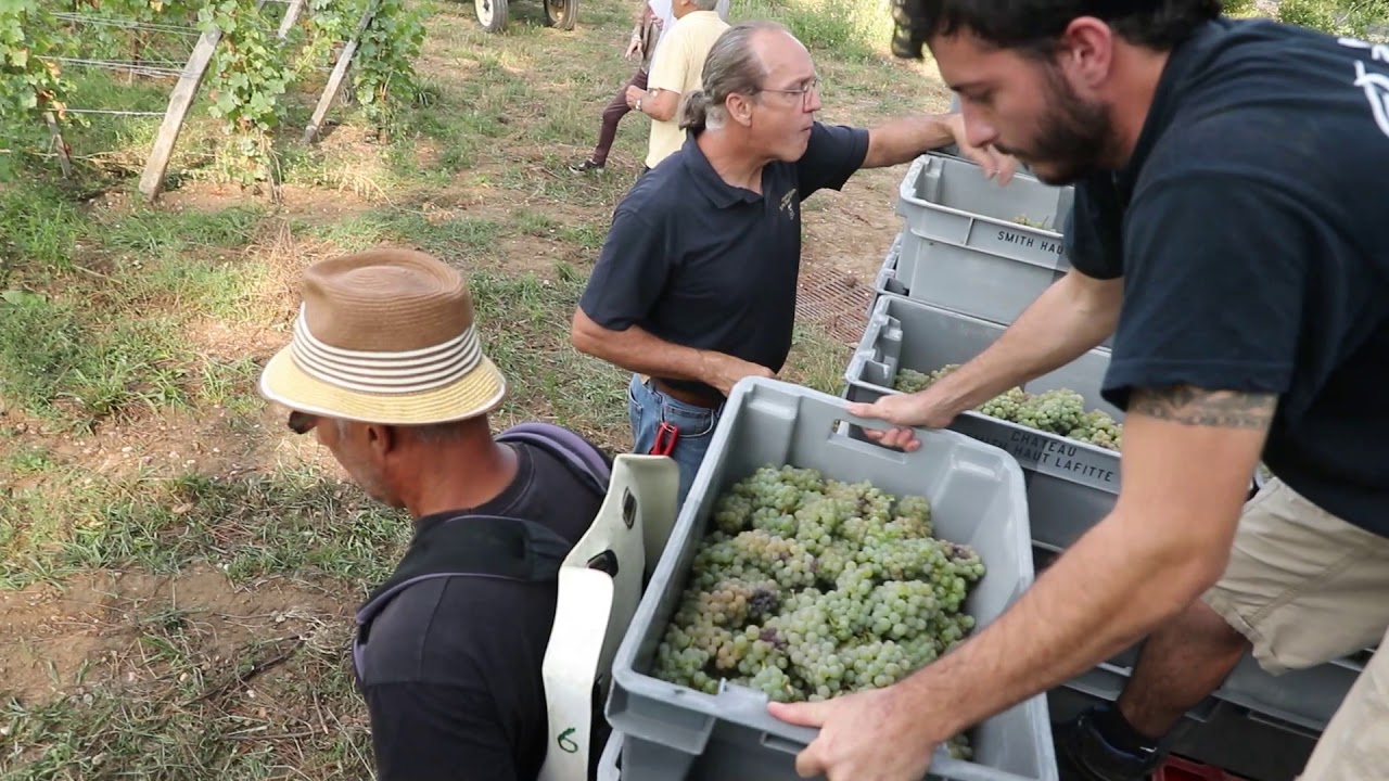 Gironde : vendanges des blancs à Smith Haut Lafitte