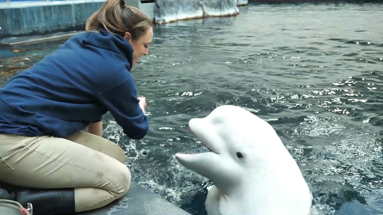 «Келси и её лучшая подруга белуга» от Aquarium Love Stories