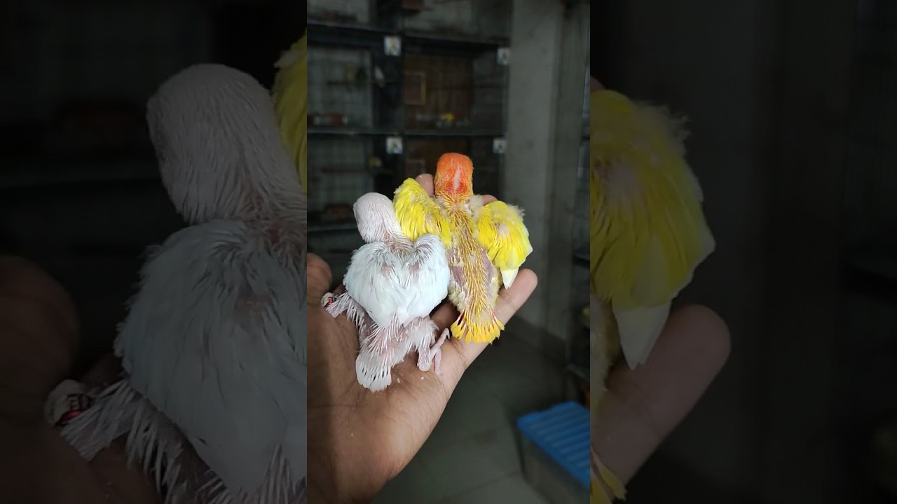 Decibo opaline and albino opaline #lovebirds #lovebird #twolovebirds #lovesign #opaline #fisher #dun