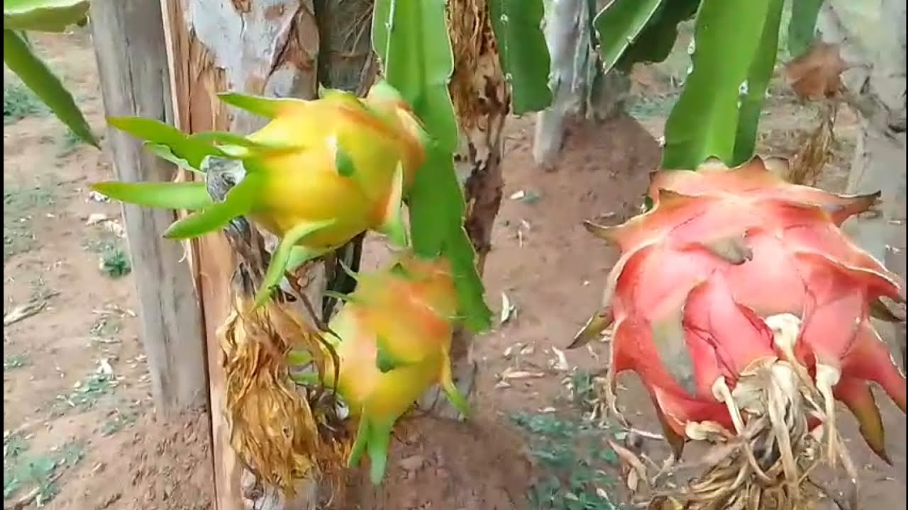 HARVESTING DIFFERENT DRAGON FRUIT VARIETIES 