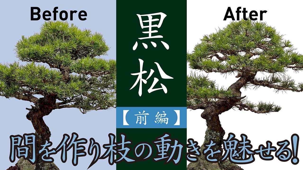 【黒松／前半】放置されてきた黒松の手入れ