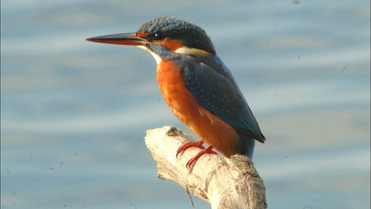 Birdwatching al lago di Fogliano (LT).