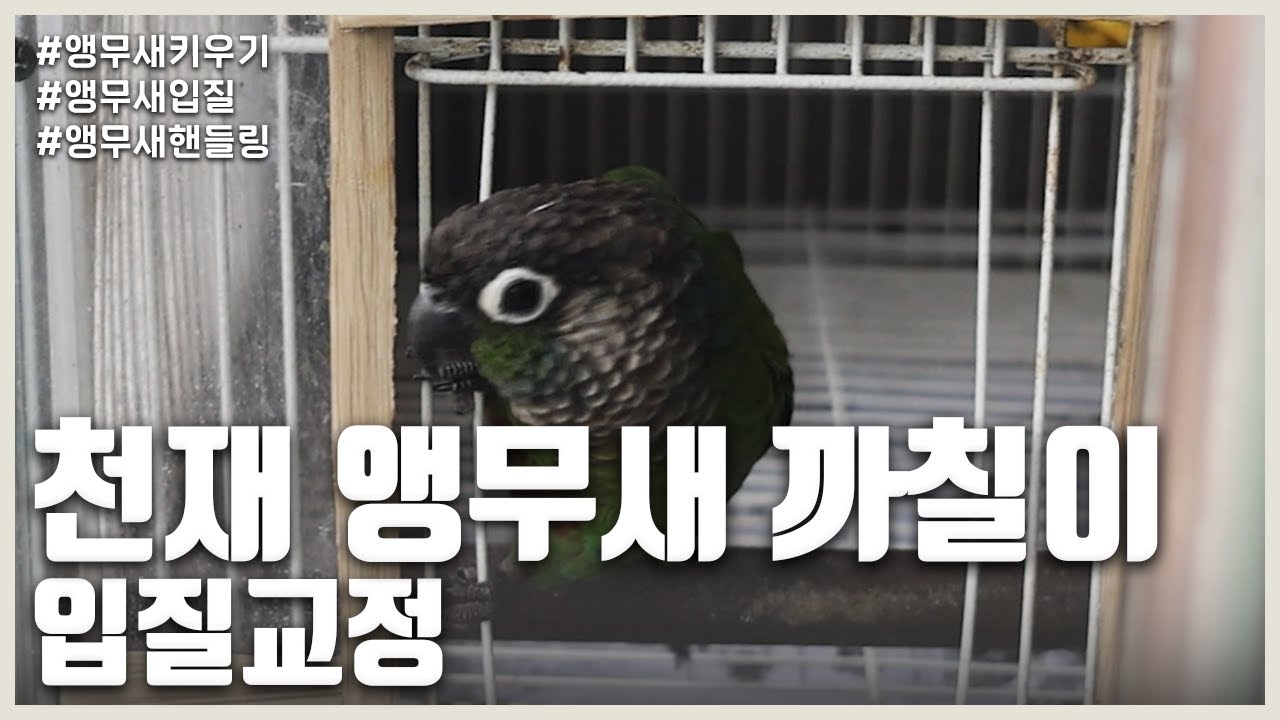 천재 앵무새! 코뉴어 '까칠이'의 역대급 깡패입질을 고쳐볼게요!!