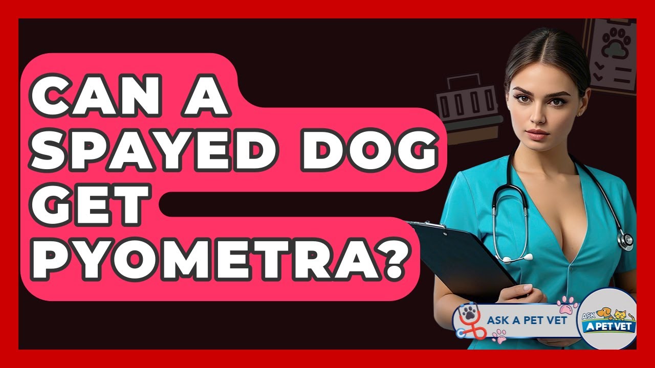 Can A Spayed Dog Get Pyometra? - Ask A Pet Vet