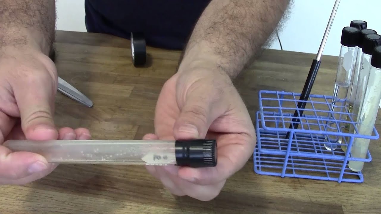 Your Home Yeast Lab Made Easy - Yeast Banking with Slants