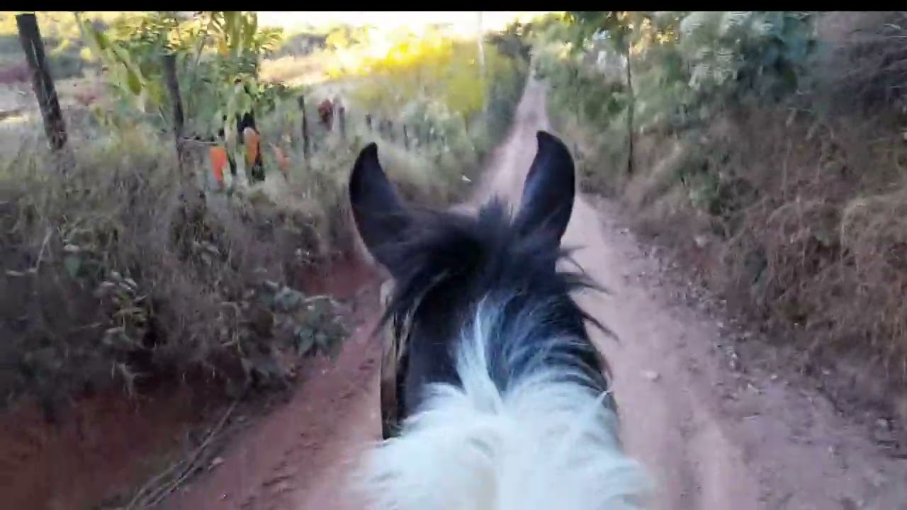 Meu cavalo ta indo bem na recuperação. 