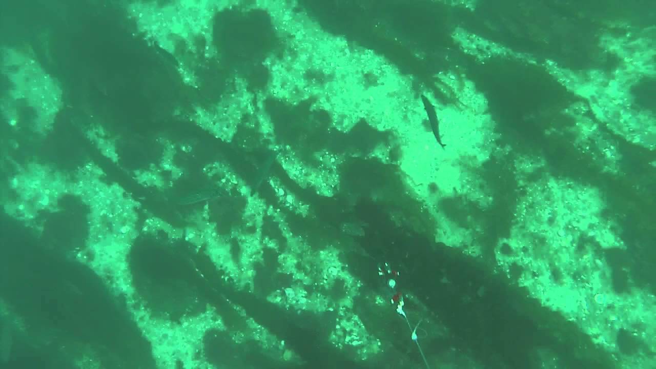 GOPRO Mackerel 2 Fishing Isle of Man