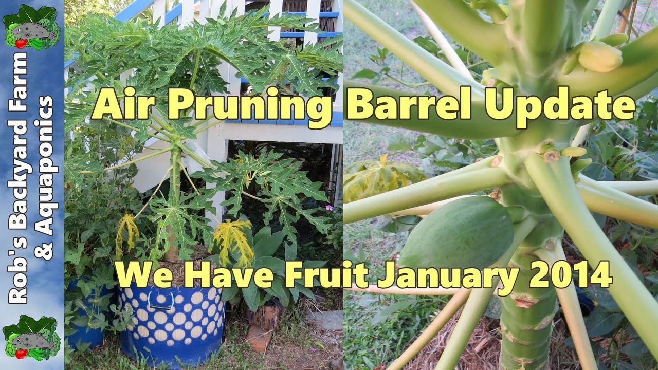 Air pruning barrel update, we have fruit.. January 2014