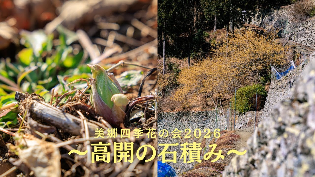 美郷四季花の会2026〜高開の石積み-春の兆し〜