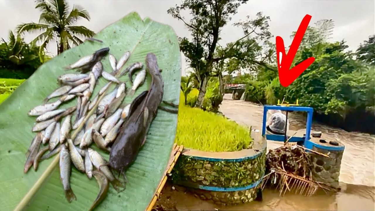 Mancing di sungai setelah hujan⁉️ mendapatkan banyak ikan wader‼️JACKPOT LELE 