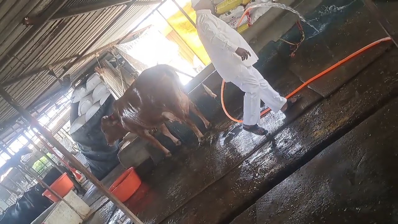 Gita Olyimpiad 2025 Chandrakant Kawade -Gaushala Visit
