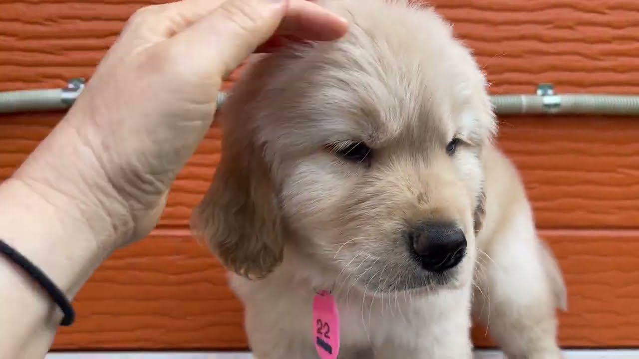 マナの子犬22番君2026 3 6撮影