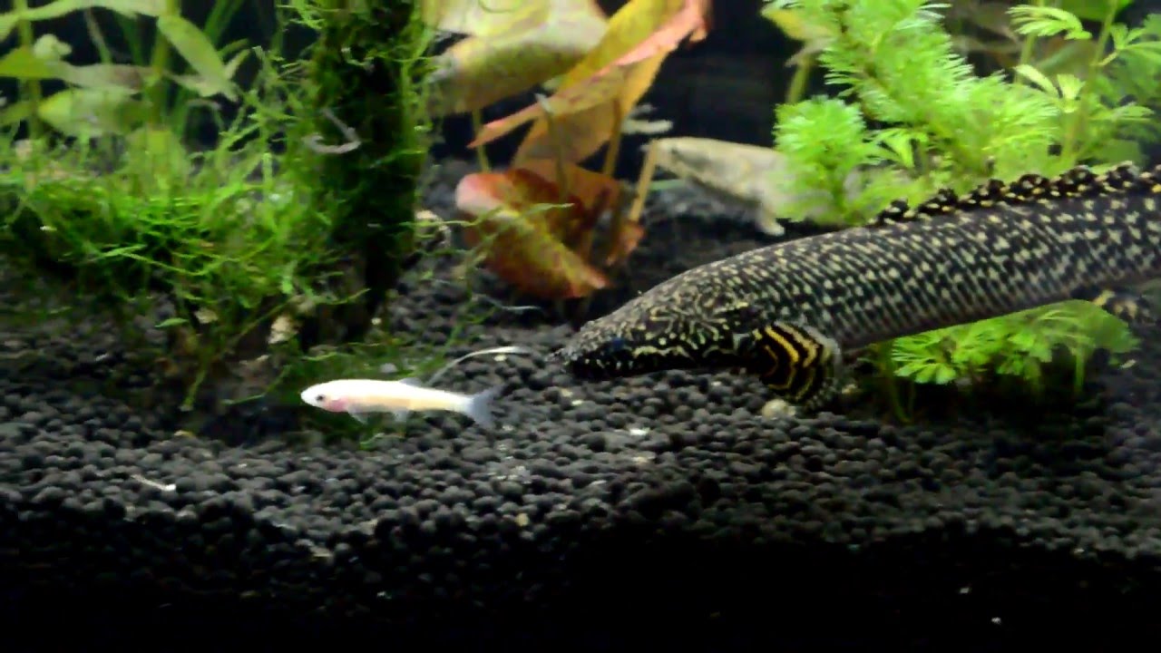 Ornate Bichir Ambush.
