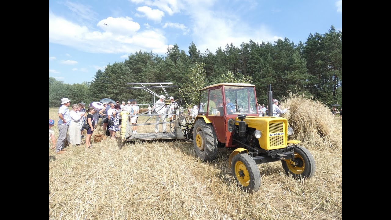 Żniwa jak za dawnych lat, Zażynki 2023 Dzierzby Włościańskie