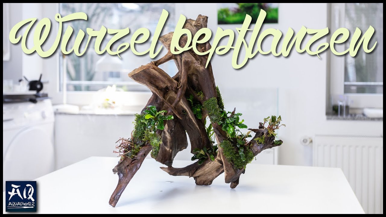 Wurzel für Hardscape bepflanzen | AquaOwner