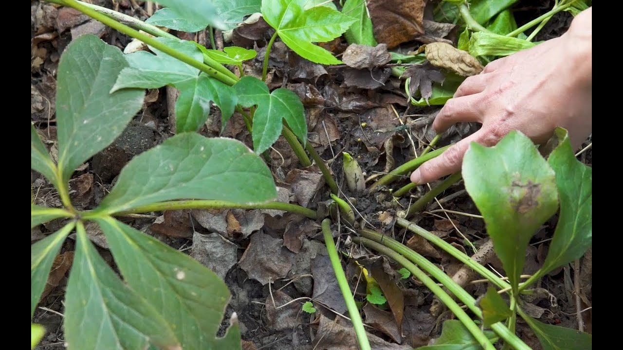 园长介绍铁筷子（圣诞玫瑰）的养护【小时间，大园艺】