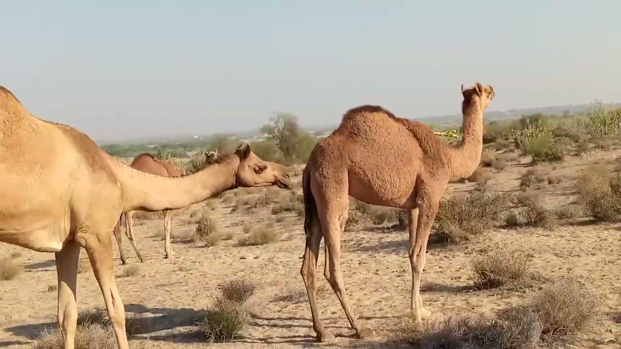 Camels are walking in the forest
