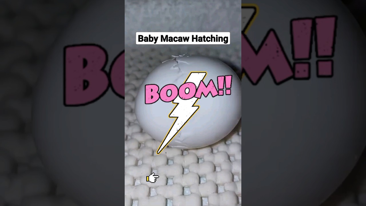 Macaw hatching 