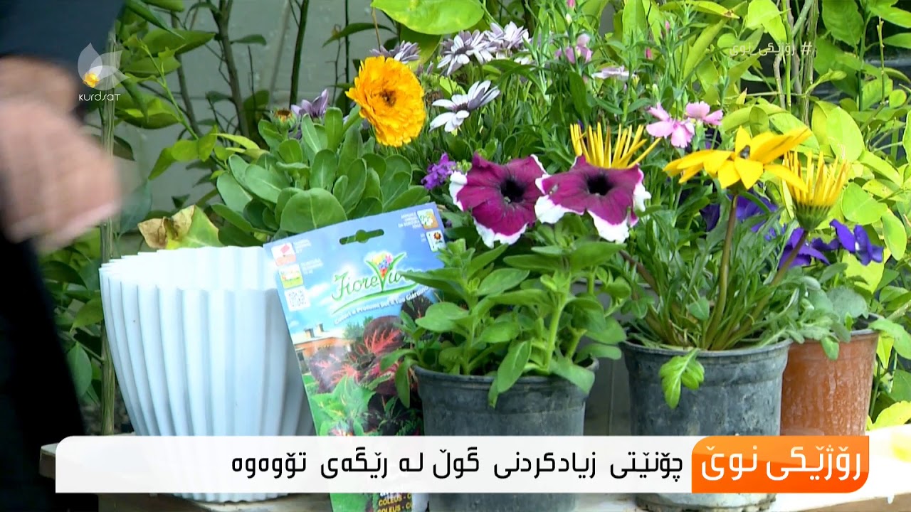 شێوازی زیادكردنی گوڵ لەرێگەی تۆو