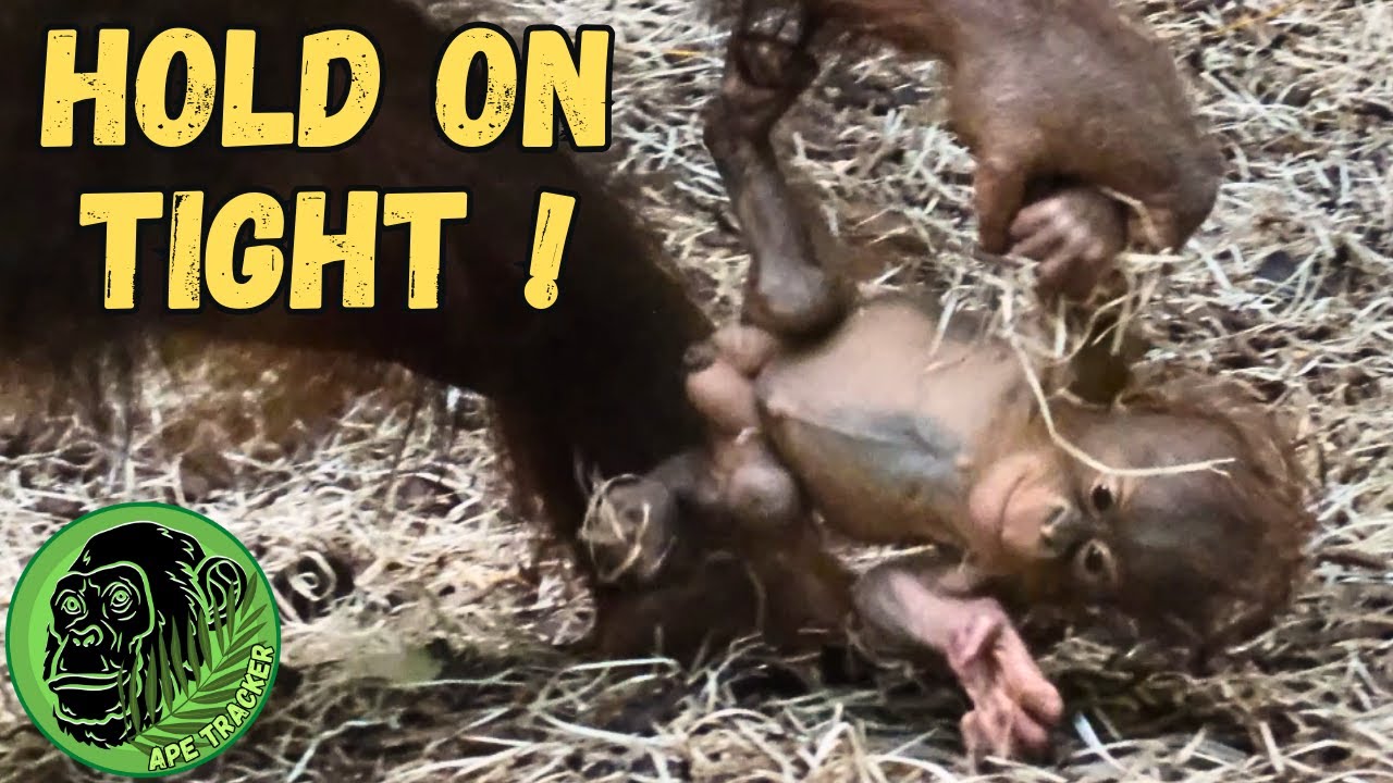 Mother Getting used To Raising her Baby Orangutan