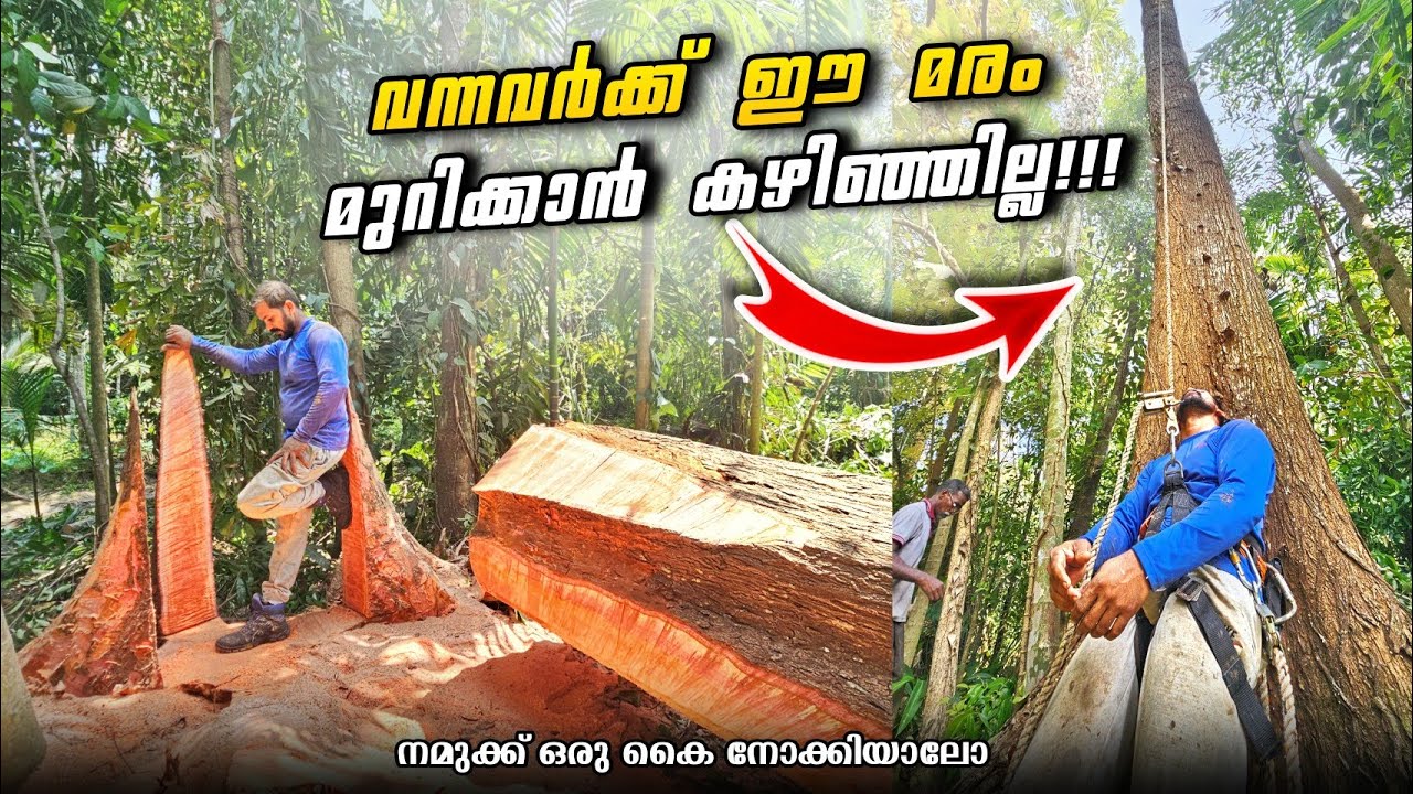 എന്നാ പിന്നെ നമ്മുക്ക് ഒരു കൈ നോക്കിയാലോ 😌‼️ Biggest tree cutting in kerala | Village woodpecker