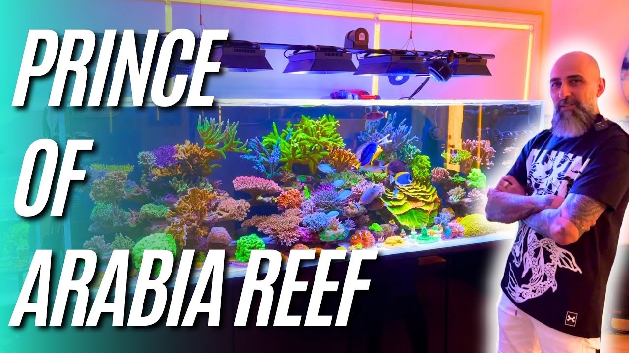 Elias' ridiculously good 2.1 meter long Cade - Prince of Arabia Reef