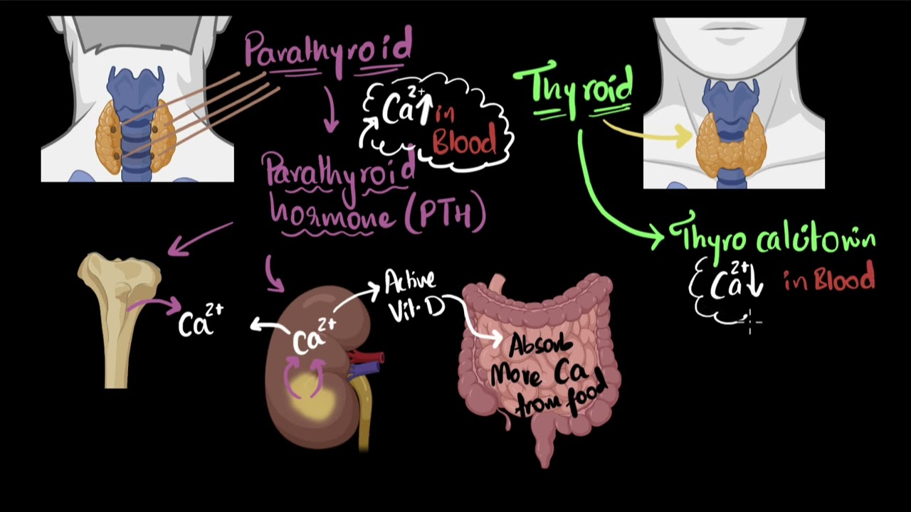 Parathyroid hormone & calcitonin | Chemical co-ordination | Biology | Khan Academy