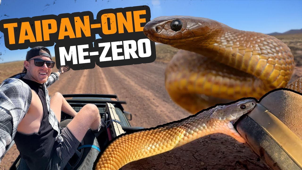 CLOSE CALL WITH THE WORLD'S MOST VENOMOUS SNAKE | INLAND TAIPAN, KING BROWN & MORE | OUTBACK QLD EP1