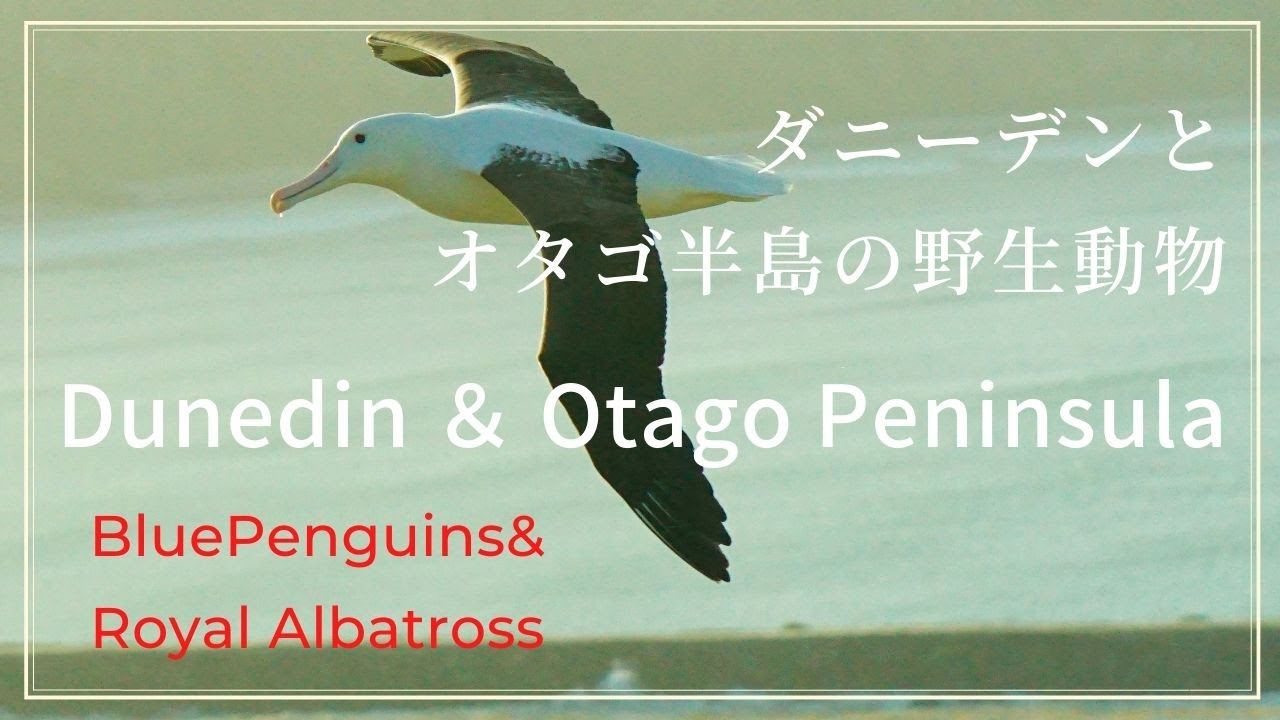 ダニーデン／世界最小のペンギンとロイヤルアルバトロスに会う【Dunedin＆Otago Peninsula NewZealand】