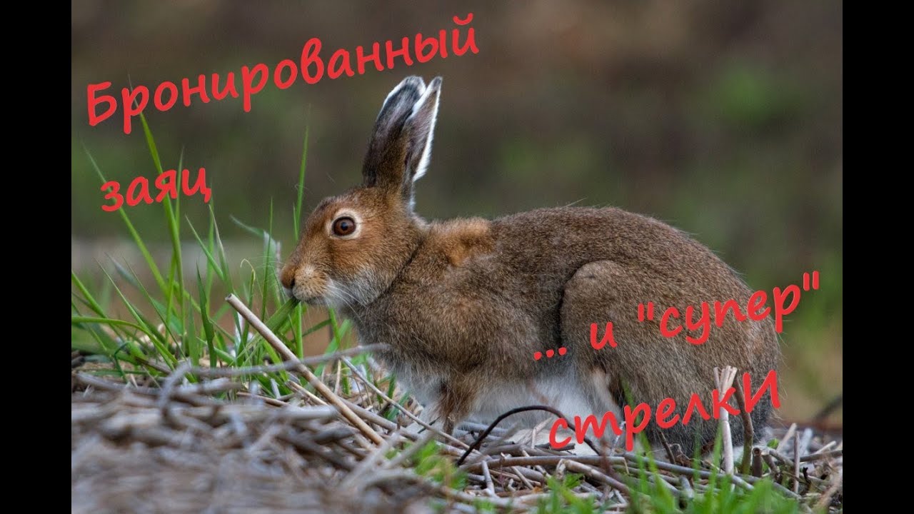 Охота с эстонской гончей на зайца 08.10.2022. Чернотроп