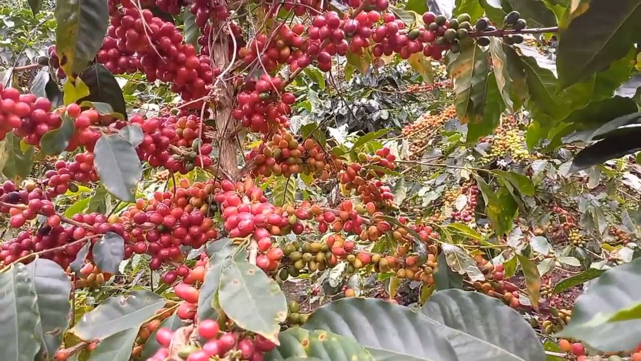semillas de variedad catuaí rojo disponibles a nivel nasional en colombia .mi whAtsapp 3169453252.