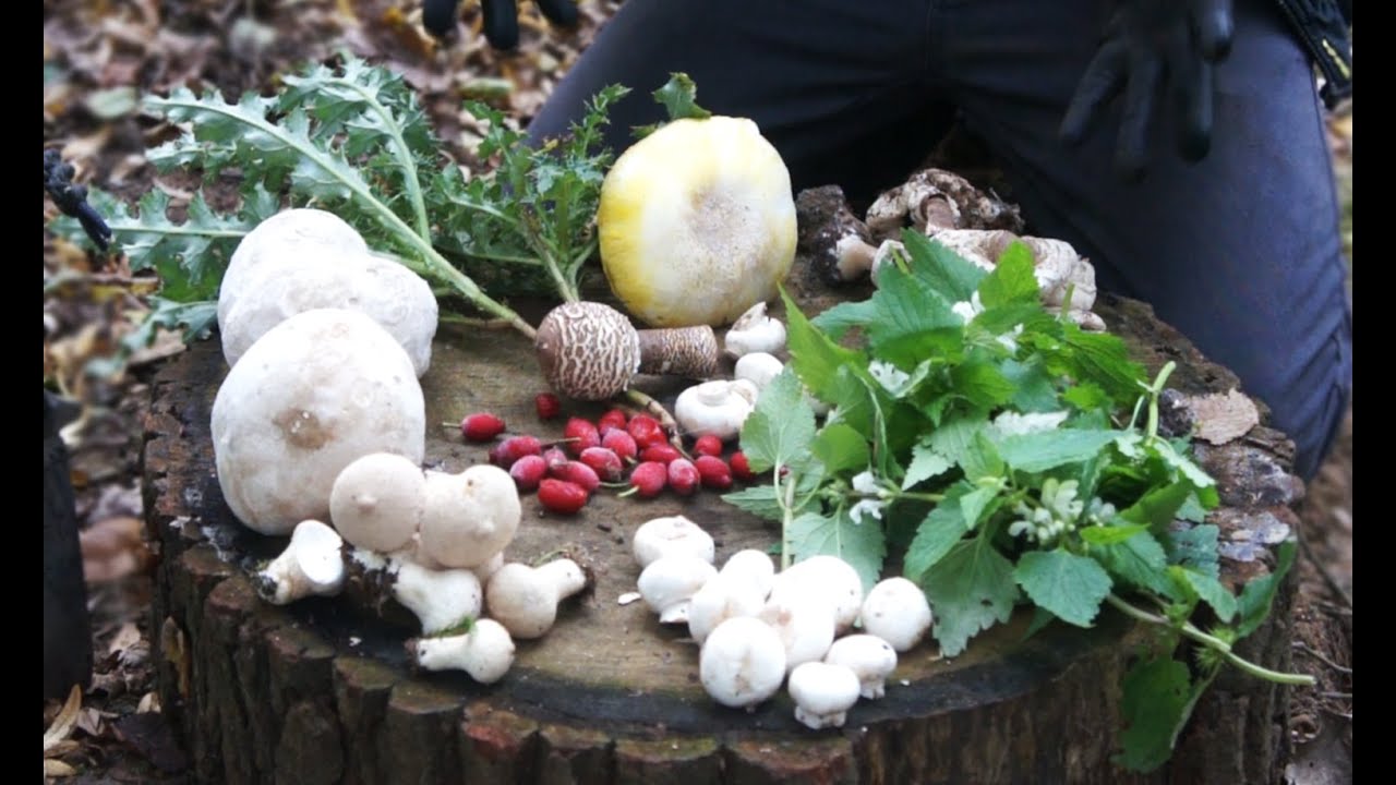 CampAesthetics 12 - Wild Food, Fire & Fungi (Wild Camping UK)