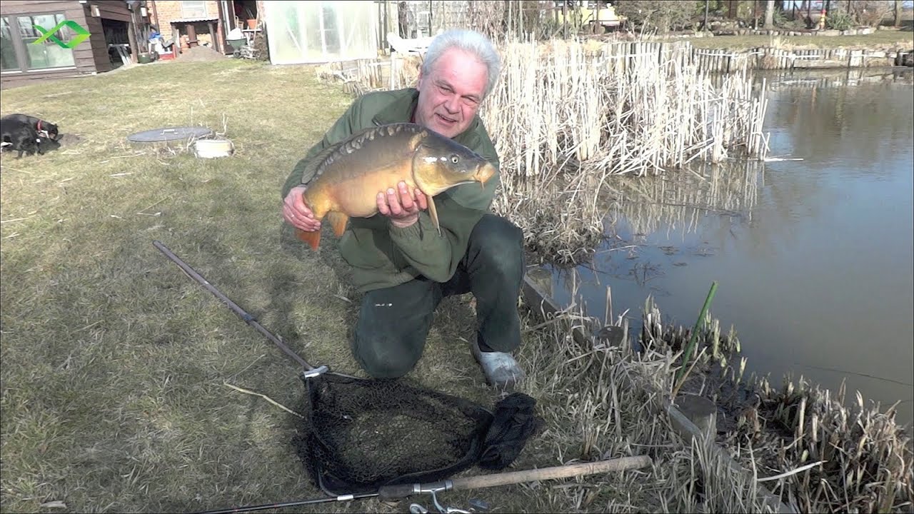 Karpfenangeln - Fr&uuml;hlings-Karpfen im Flachwasser