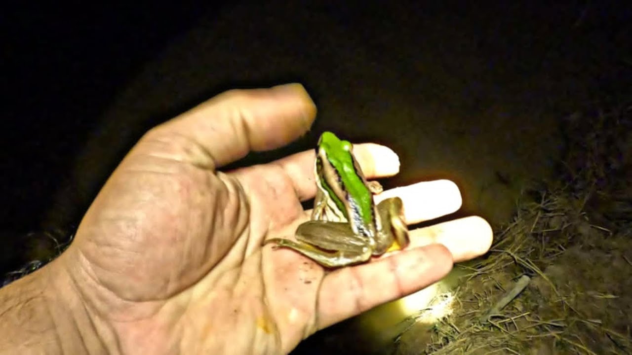 Caught This Beautiful Green Frog at Night 😲🐸  Amazing Wildlife Moment
