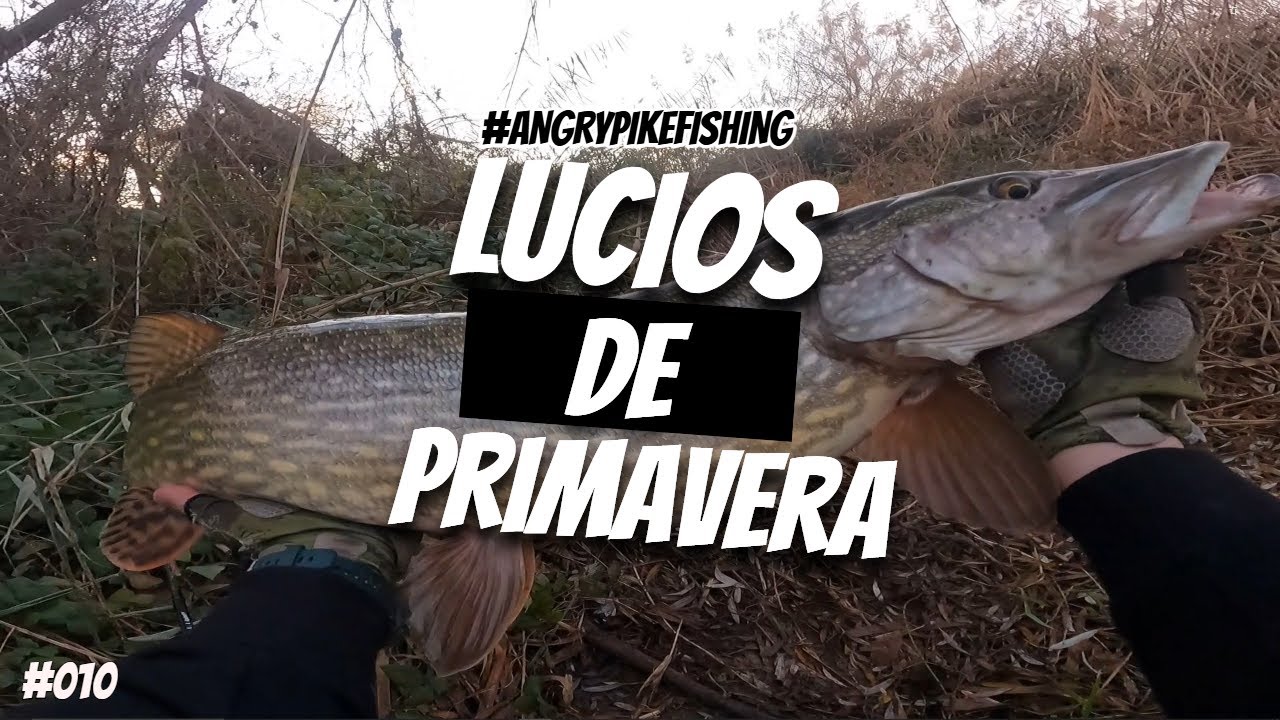 👉🐊 LUCIOS de PRINCIPIOS DE PRIMAVERA | SACO UN LUCIO de 1 M !! | Early SPRING PIKE FISHING