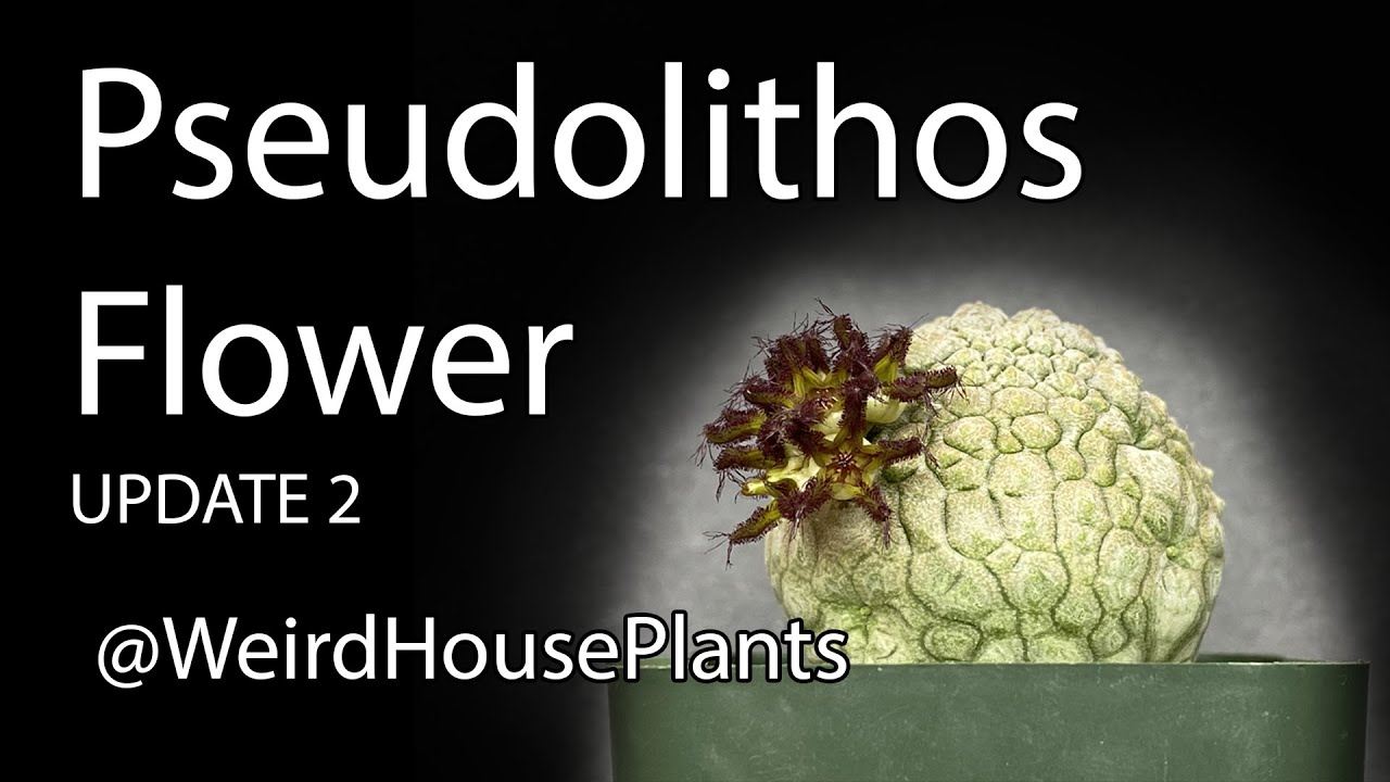 Pseudolithos Flower