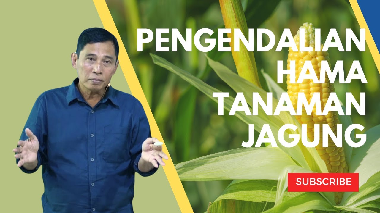 PENGENDALIAN HAMA TANAMAN JAGUNG