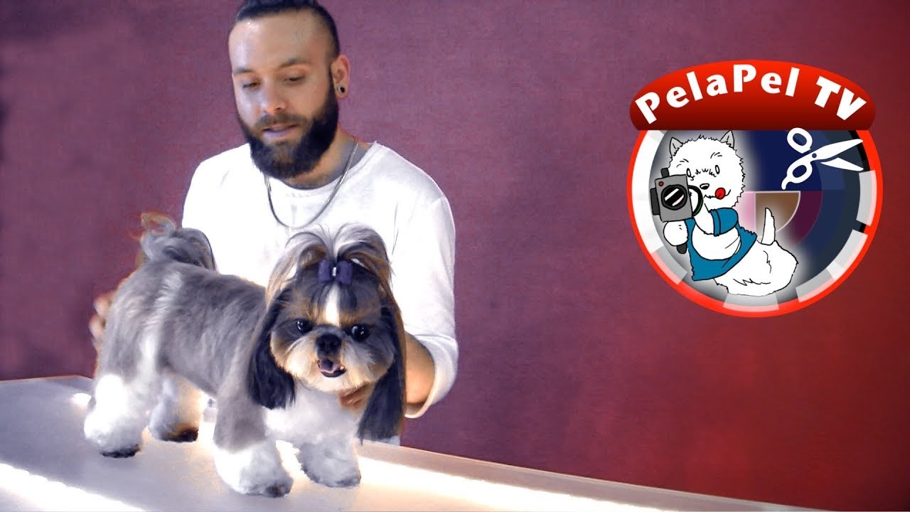 PELUQUERÍA CANINA CORTE DE TRANSICIÓN SHIH TZU CON NICOLÁS HERRERO