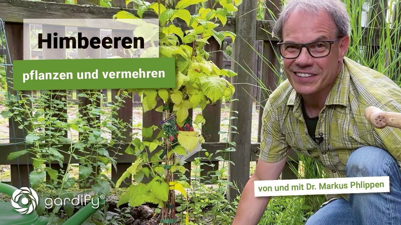 Himbeere einpflanzen und vermehren leicht gemacht: Schritt-f&uuml;r-Schritt-Anleitung