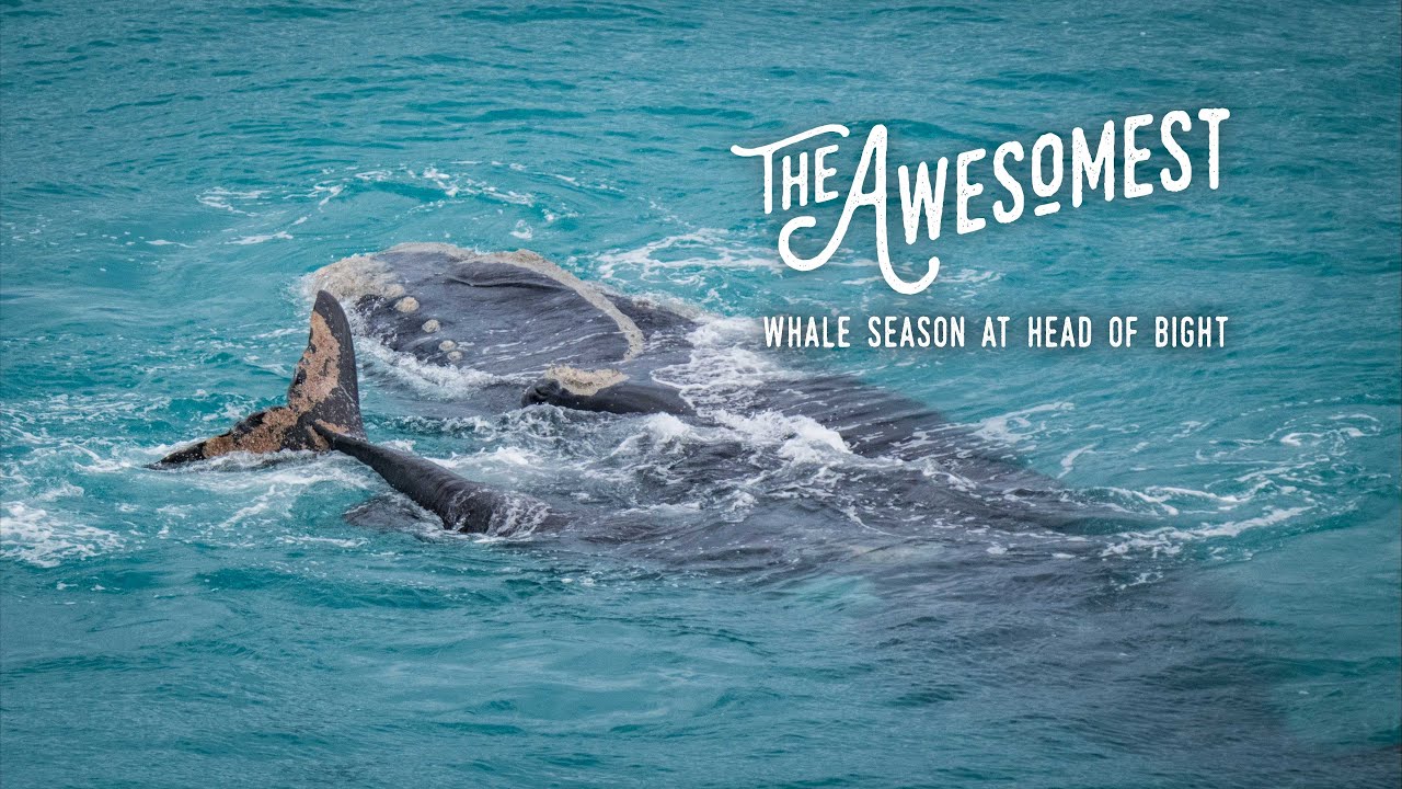 Whales at Head of Bight