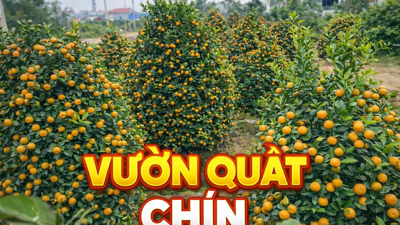 Tham quan vườn quất chơi tết!