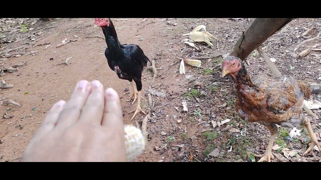 SERÁ QUE DÁ PRA SABER SE A RAÇA É PURA ? 🤔🙄