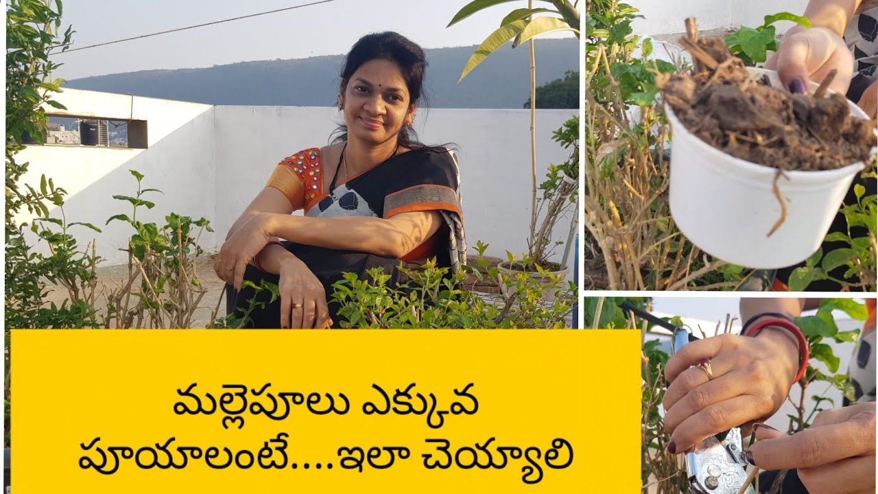 మల్లె మొక్క ఎక్కువ పువ్వులు పూయాలంటే ఇలా చేయాలి?How to get more jasmine  flowers?#jasmine #flowering