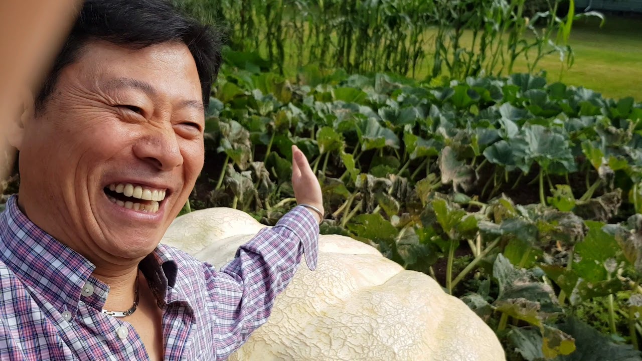The Biggest Pumpkin In the world