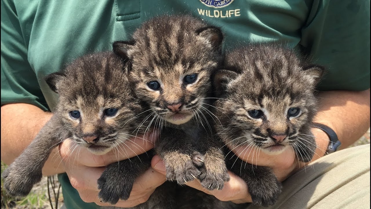 Wild About Bobcats