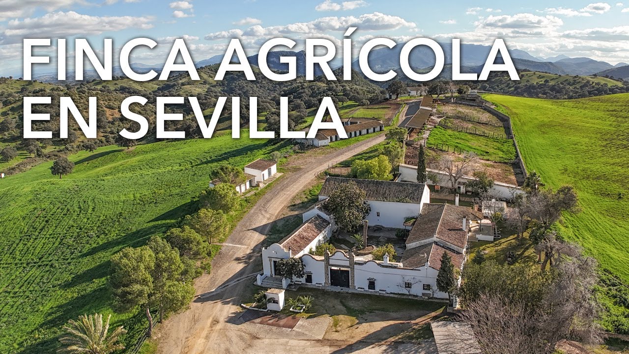 Finca productiva de 615 hectáreas en Morón, Sevilla P3134